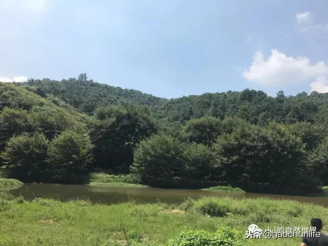 草龟难养,养草龟笔记