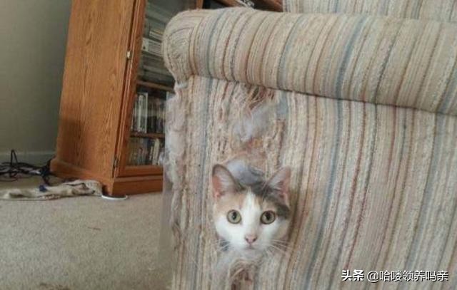 猫咪喜欢蹭家具,猫咪太爱叫了怎么解决