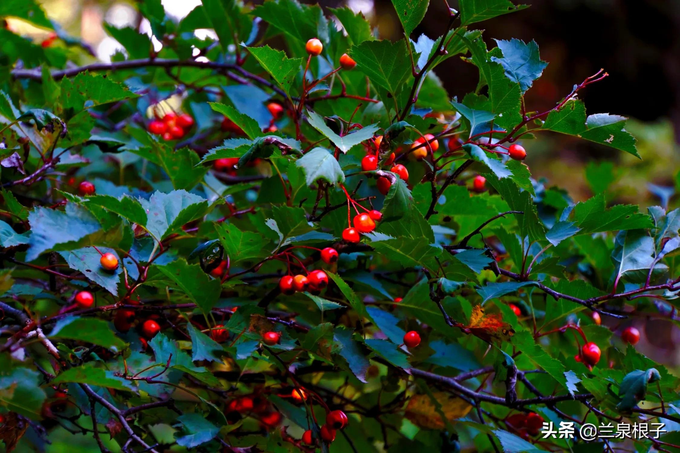 秋天的孟达天池,美丽的孟达天池