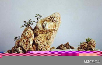 丛林式盆景欣赏,盆景欣赏及制作