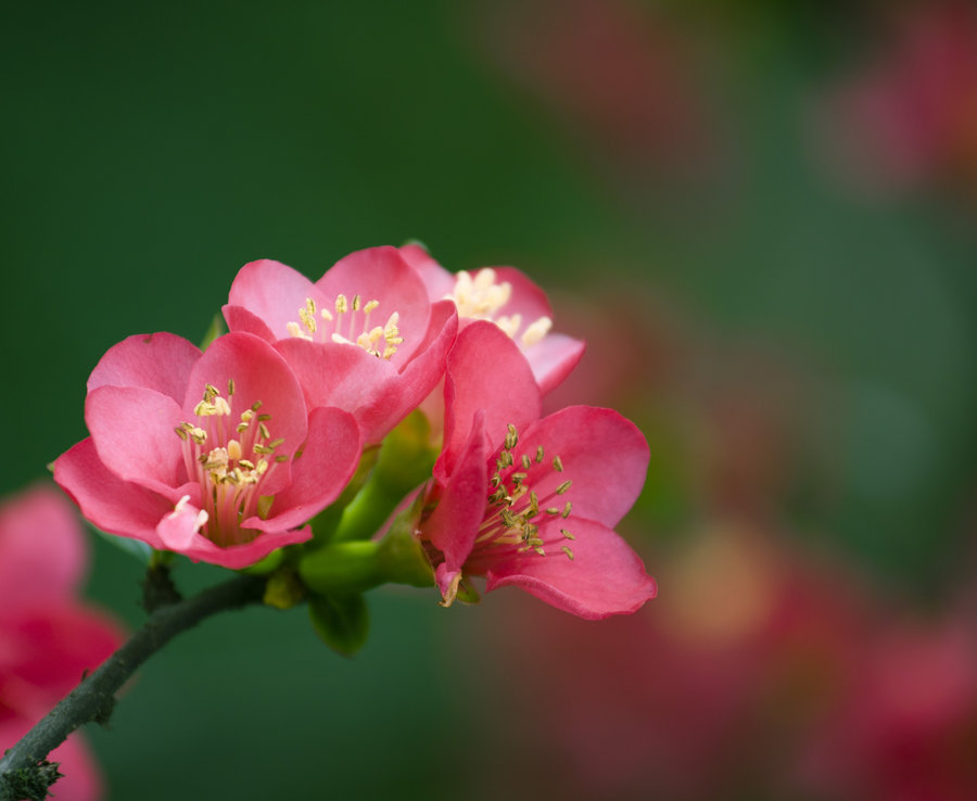 苏轼十首巅峰之作海棠,鲜于枢苏轼海棠诗卷高清长图