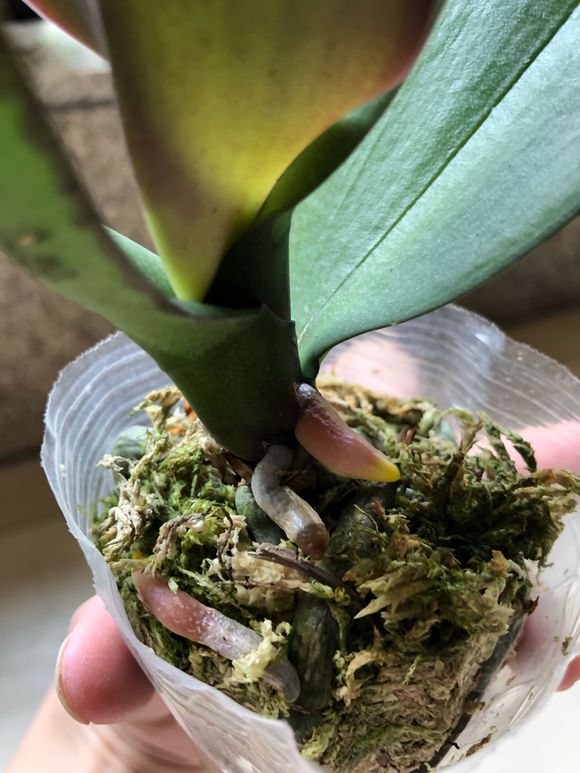 蝴蝶兰烂根方法和技巧,蝴蝶兰烂根怎么养