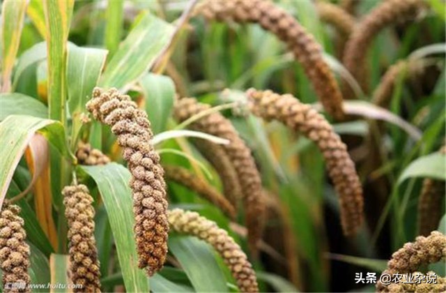 有机稻米的种植方法,有机大米的种植方式