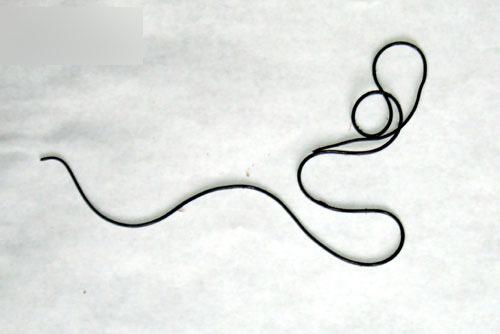 铁线虫来袭,能操纵螳螂“自杀”的寄生虫,能否控制人类?