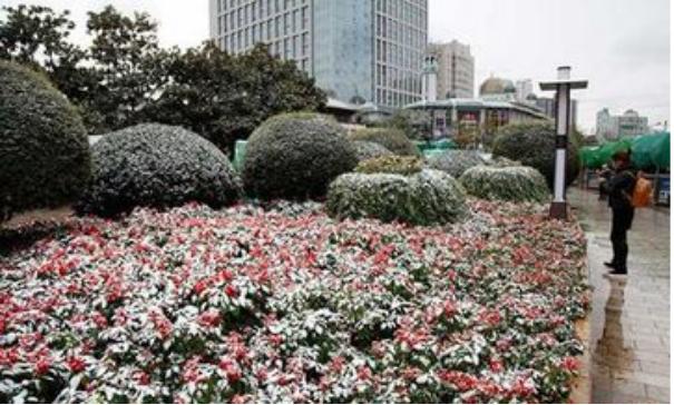 绿化苗木冻伤处理,苗木被冻害怎么补救