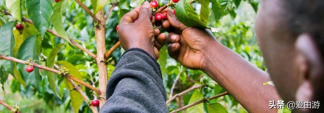 《猎狐》行动,200万能在非洲挥霍一生吗?