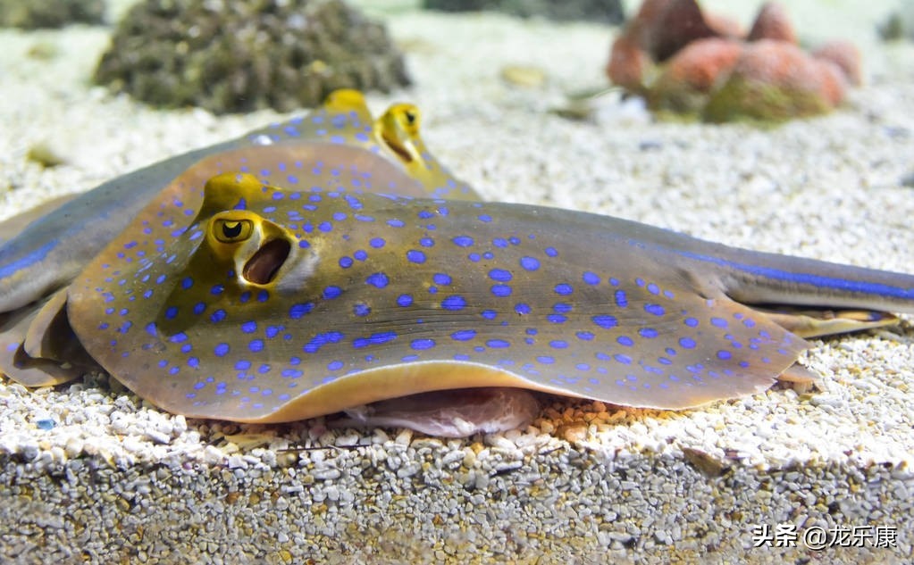 魟鱼养殖技术书籍图片欣赏,魟鱼养殖视频