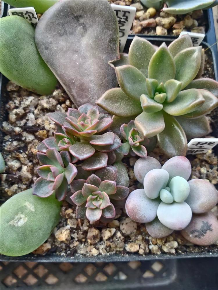 多肉叶插有须无芽,多肉叶插苗长成豆芽菜怎么办