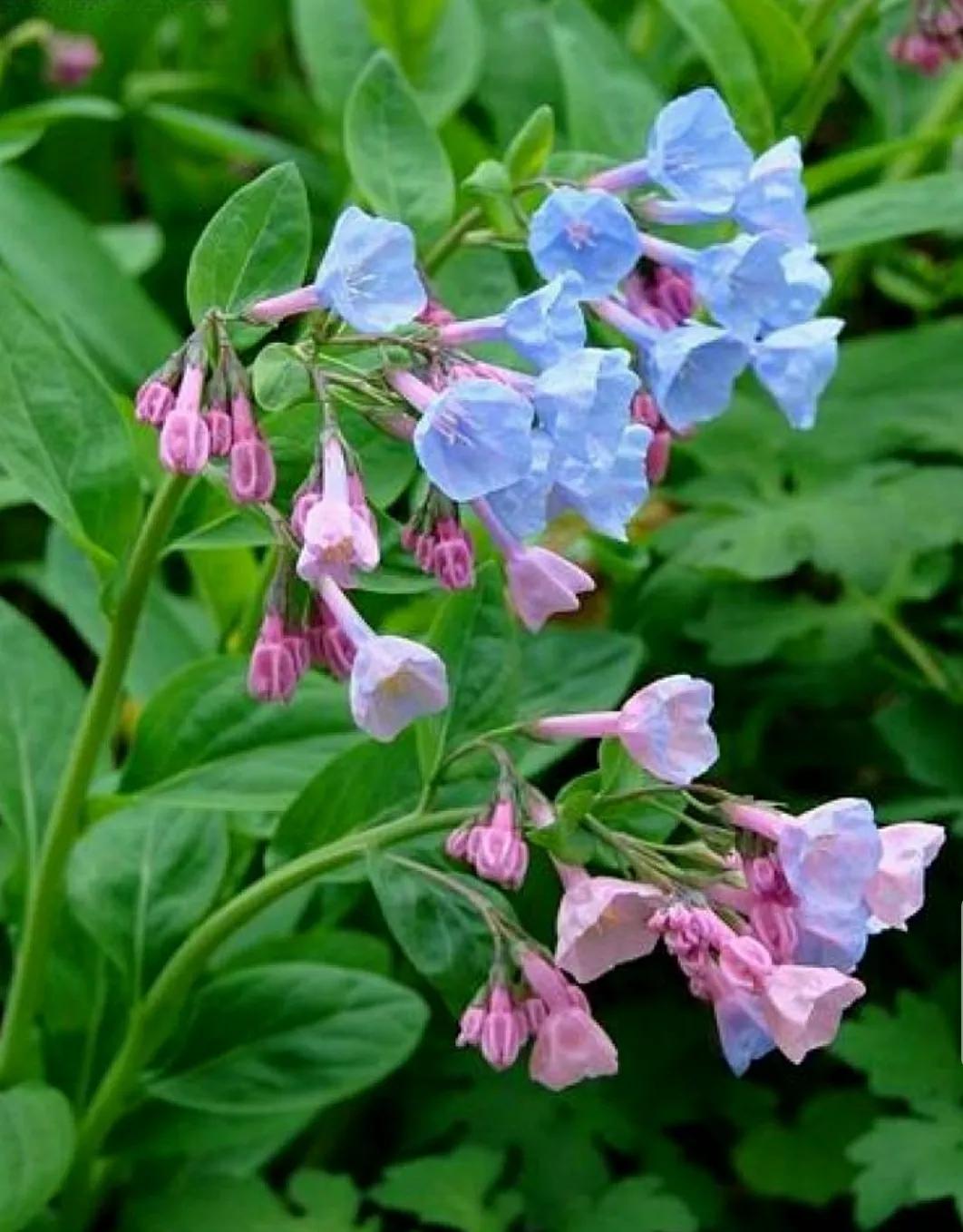 芳踪难觅濒危花!清新治愈篇:沙漠高原是吾家,豹子花的春天来了