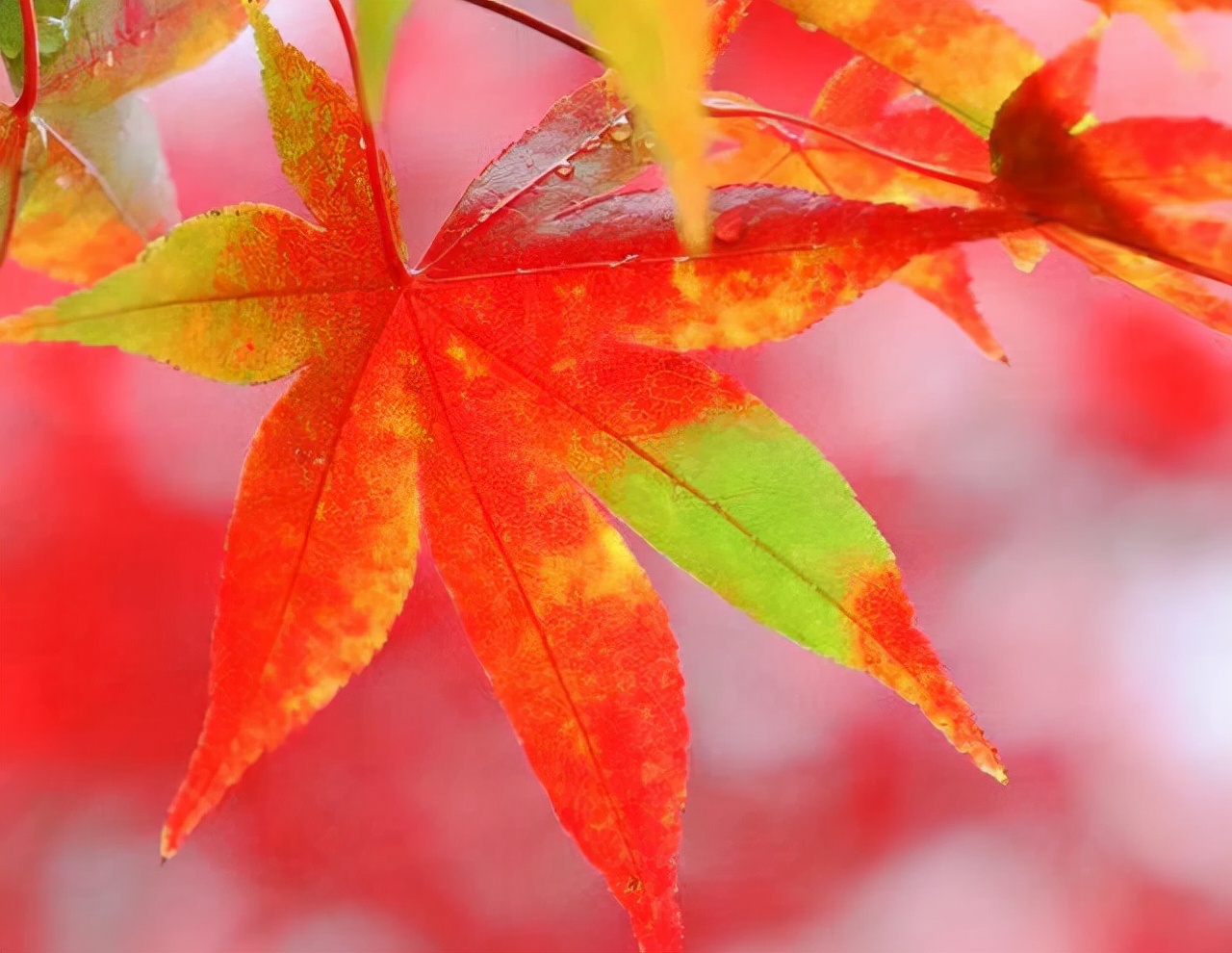 又一年浅秋，又一次想起了你：亲爱的，别来无恙？