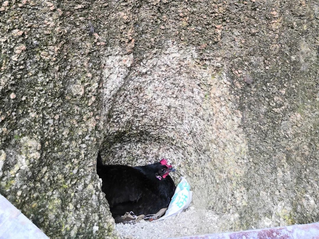 鸡栖于埘鸡栖于桀的情景在莽山钓鱼坑重现