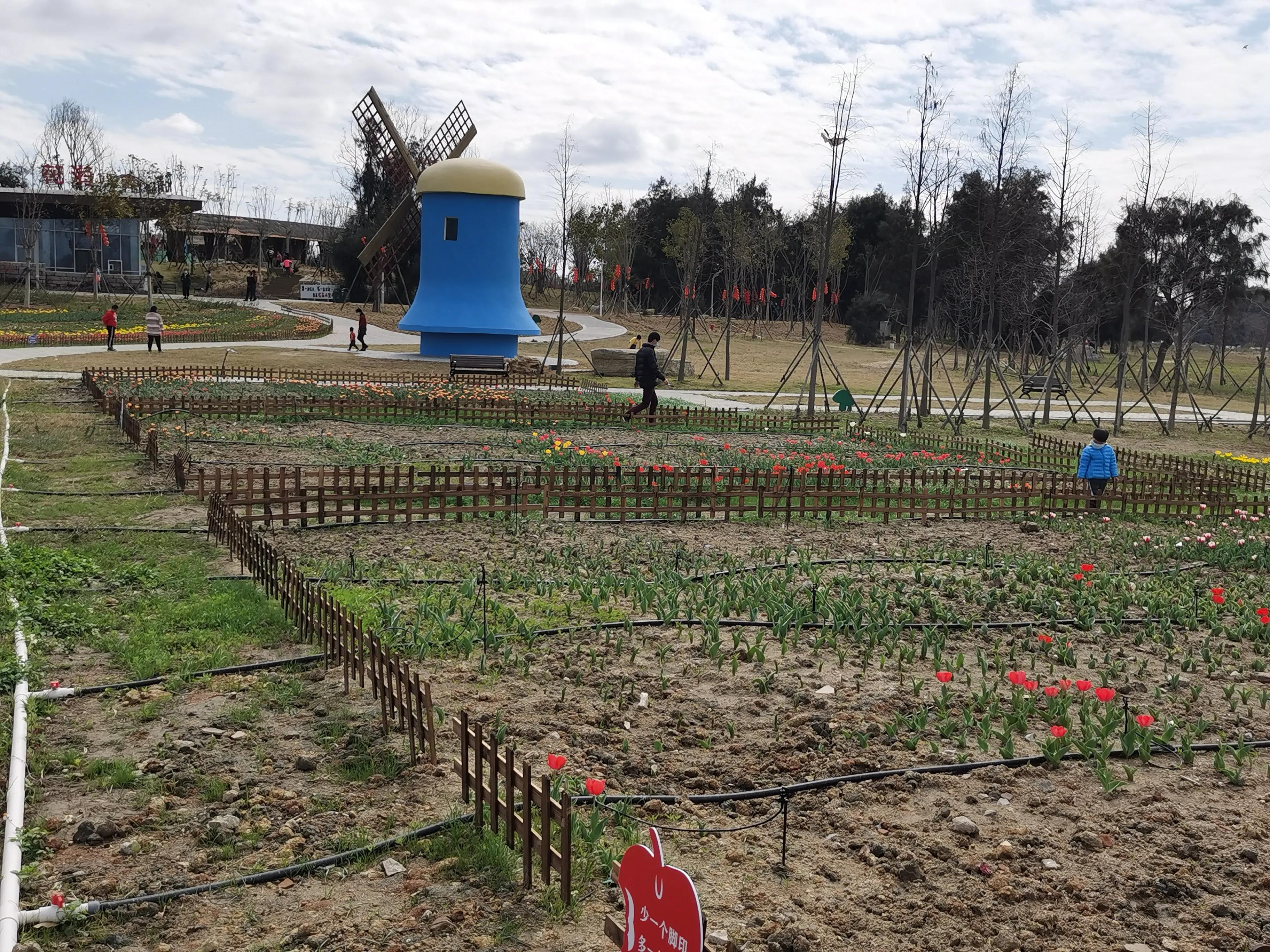 美丽郁金香花海,美丽郁金香gullale小程序