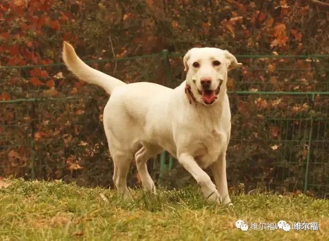 请用绝育保护它——宠物营养师亲身讲述自家爱犬绝育经历
