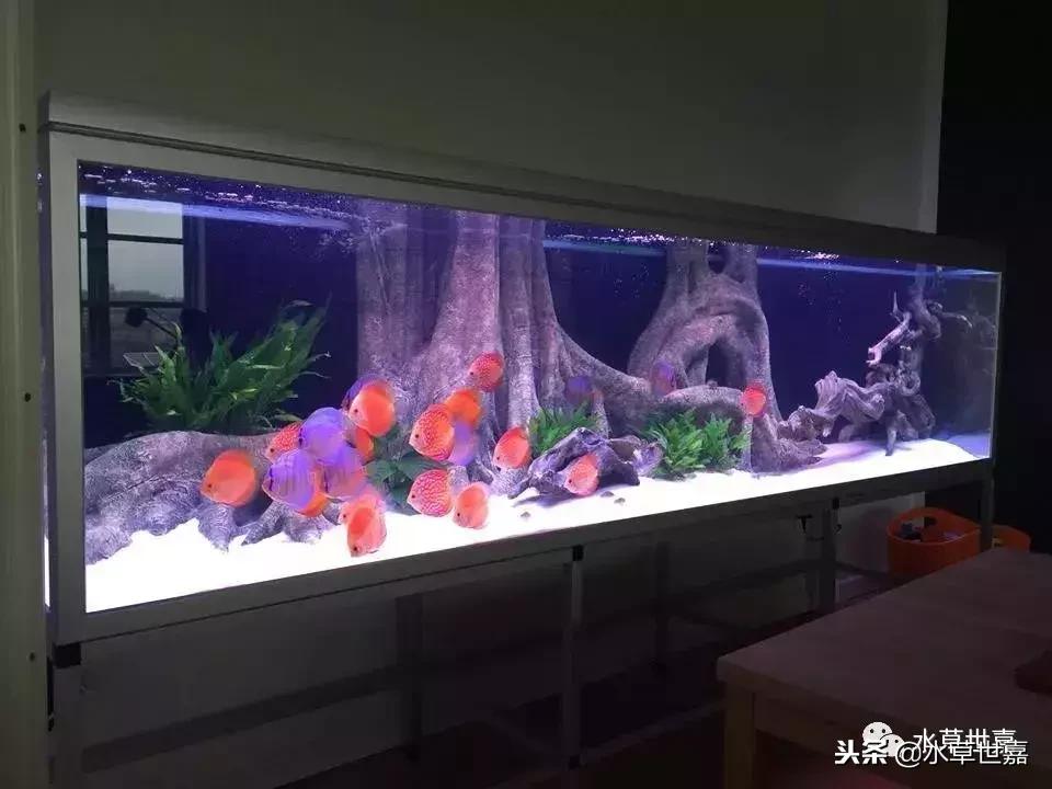 七彩神仙鱼水族箱布景,七彩神仙鱼苗繁殖技术