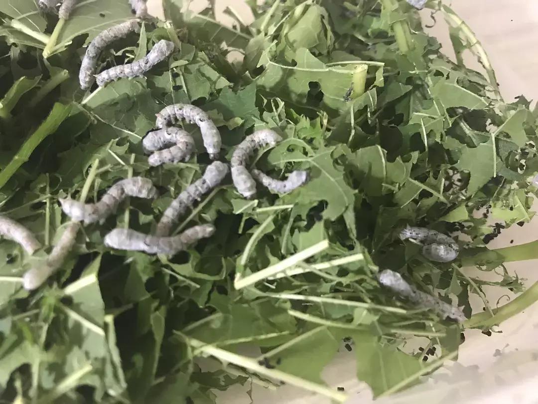 蚕宝宝你在养吗,蚕宝宝养的过密会死吗