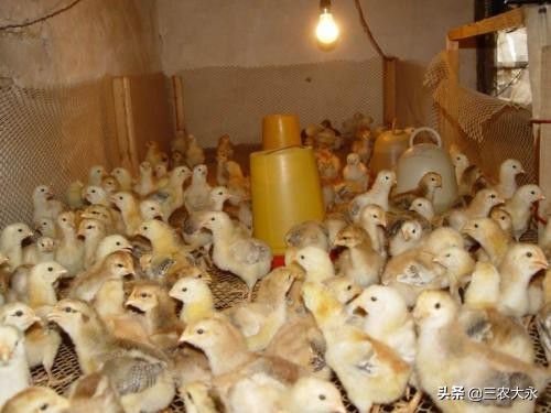 怎么判断鸡苗是否正常呢,如何鉴定鸡苗有质量问题