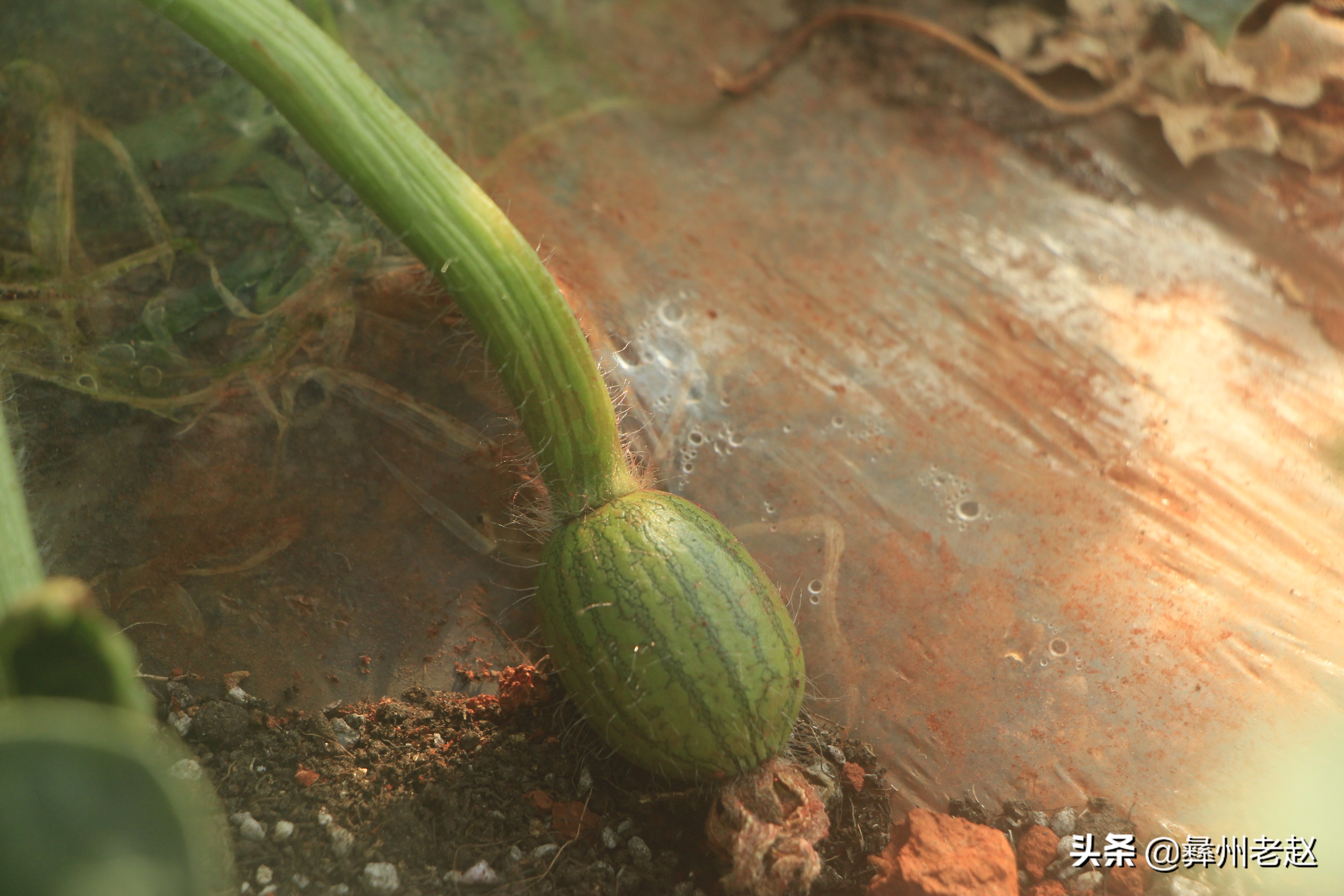 西瓜刚坐果的时候怎么管理,西瓜在膨果期需要什么肥料