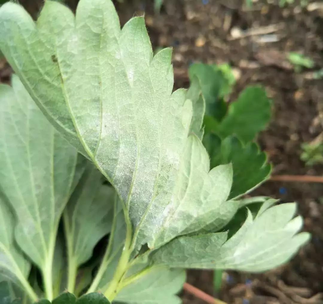 白芨病害及防治,白粉病发病规律防治措施