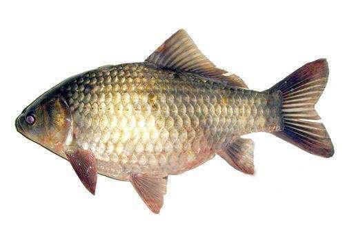 钓鱼初学,钓鱼初学教程