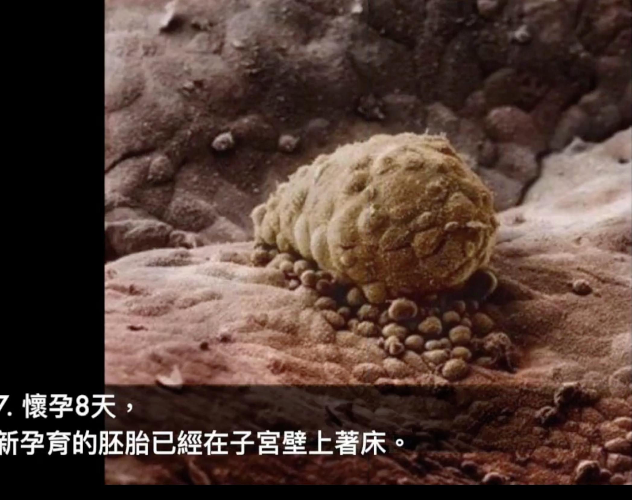 怀孕1-40周胎儿发育图,生命的起源胎儿发育全过程视频