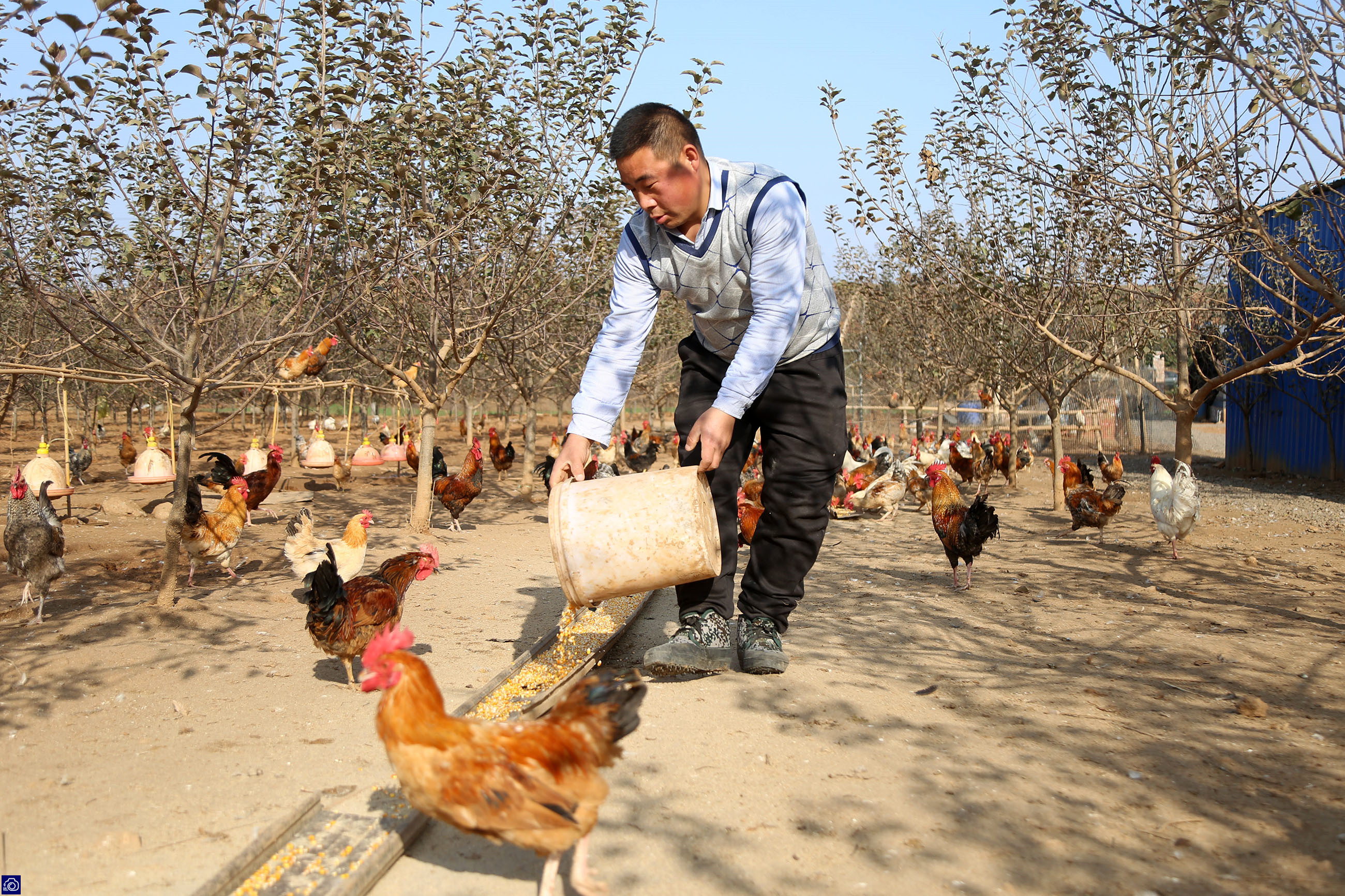 农村小伙养鸡仅用三招年赚百万,农村小伙子养鸡年收入240万你信吗