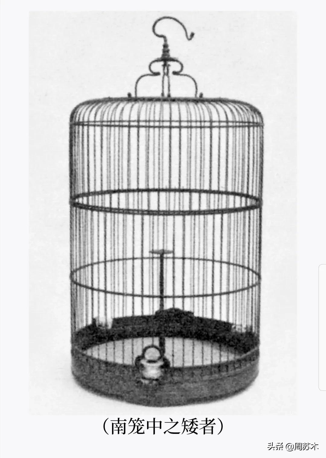 草原百灵鸟美妙动人,百灵鸟的歌声美妙动听