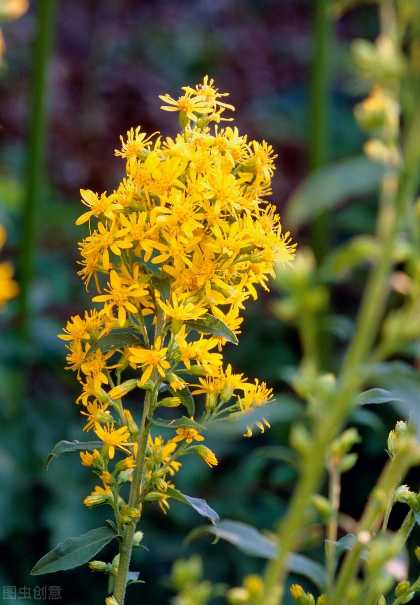 每个十一月生日对应的生日花,365天每天代表生日的花有哪些