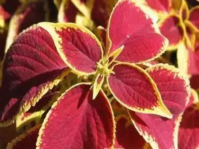 拍摄花的花语,100种摄影基础美学