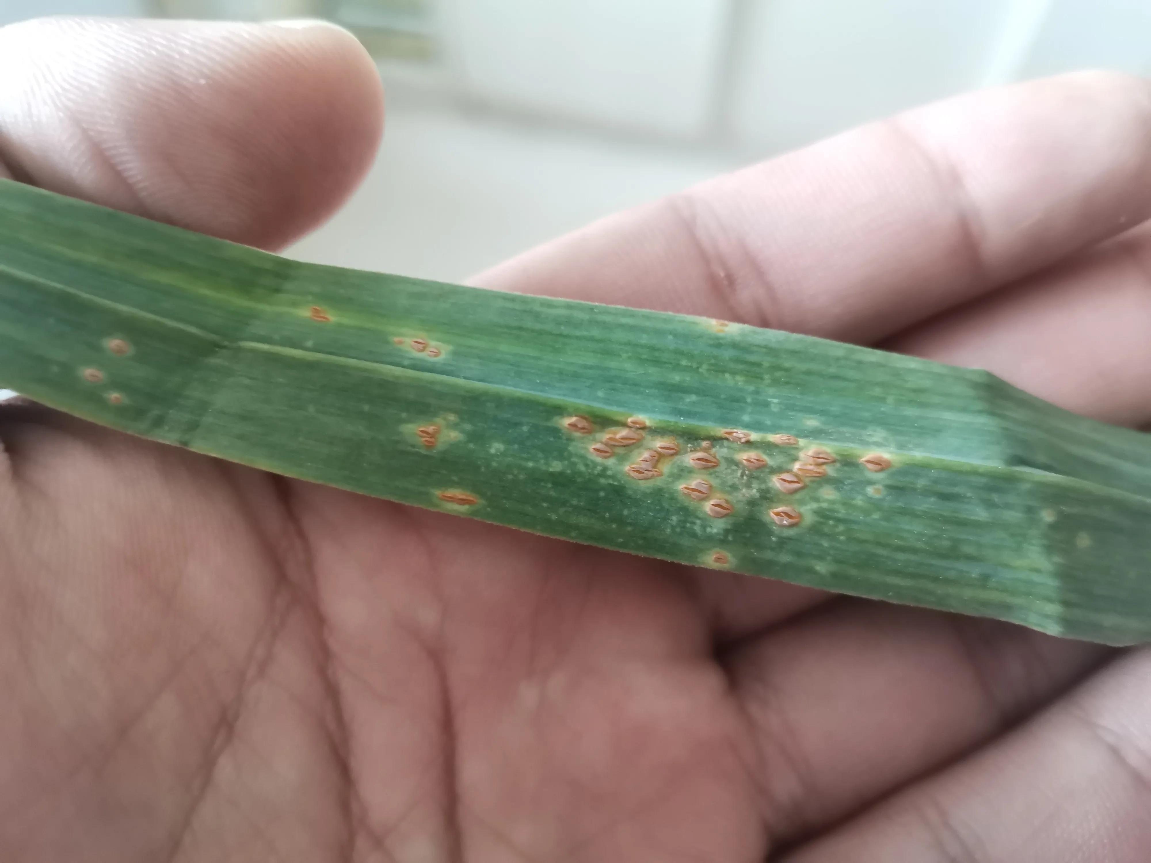 农药小蓝帽治大蒜锈病吗,大蒜灭锈病用什么农药