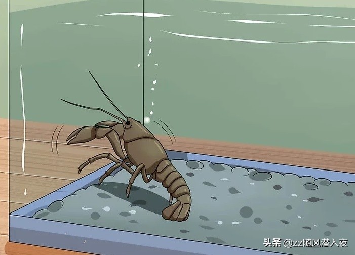 如何养小龙虾视频教程,怎么饲养小龙虾小龙虾吃什么