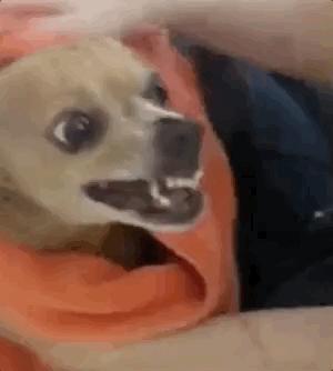 冬天如何养狗狗,狗狗怎么照顾最好