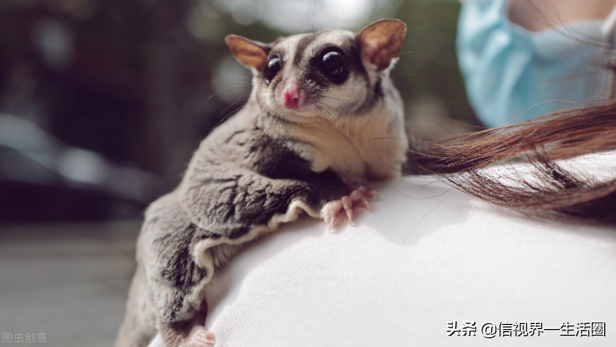 适合单身女生养的萌宠