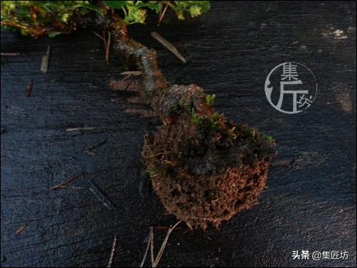 盆栽观赏树枯萎怎么补救,盆栽树枯萎的叶子可以剪掉吗