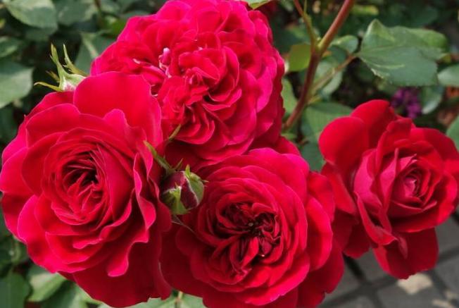 阳台盆栽观赏花,阳台最好养花期长的花卉