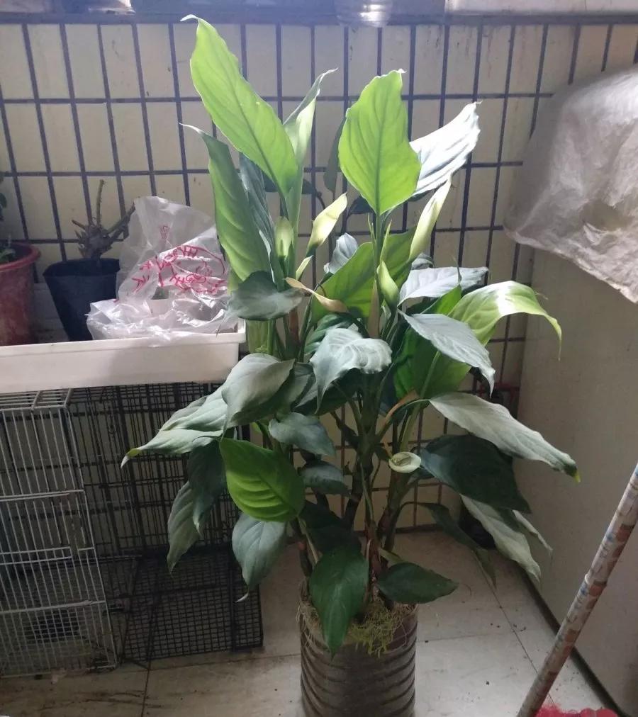 养哪一种吃虫子的花最合适,这4种花真省心养在家里不招虫