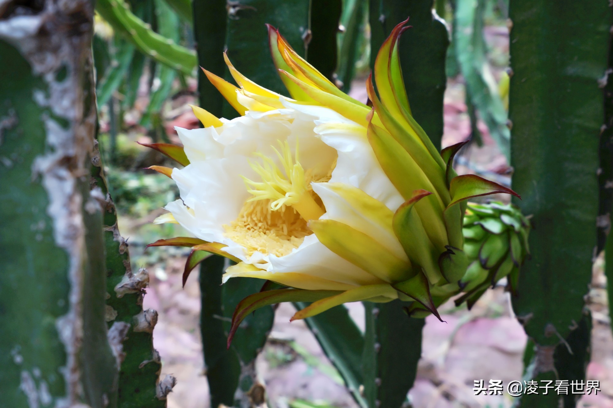 鐭冲搴勬収鐏簞鍥ソ鐜╁悧鍊煎緱鍘诲悧,鐭冲搴勬収鐏簞鍥檮杩戦噰鎽樺洯