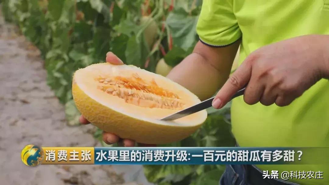 甜瓜最好卖的有哪些品种,菠萝猕猴桃芒果甜瓜什么最贵