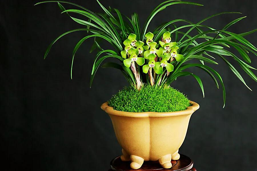 春兰大富贵和翠盖荷如何区别,春兰大富贵和郑同荷有什么区别