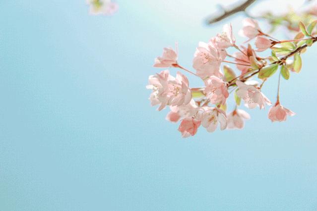 70字描写花的好段摘抄,描写花的好词好句好段摘抄