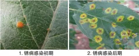 苹果锈病发病条件有哪些,苹果锈果病是属于什么病害