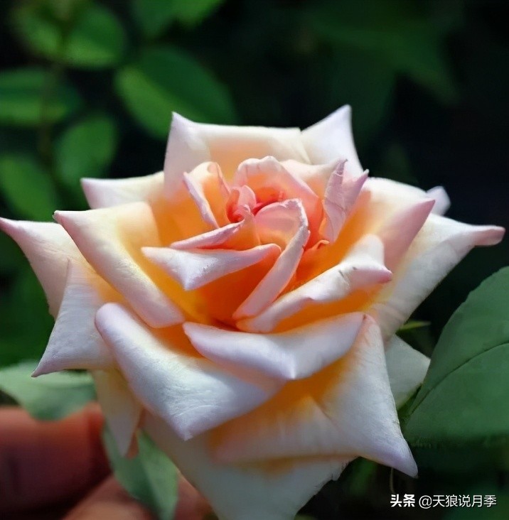 怦然心动的万人迷月季,原来从它而来(终篇)