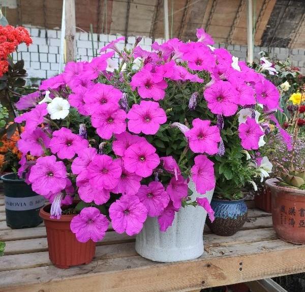扦插矮牵牛怎么让它爆盆,矮牵牛秋天扦插苗来年还会开花吗