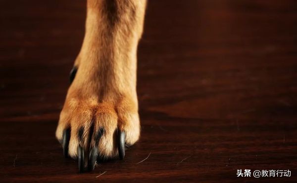 人为什么有5根手指,人类为什么有6根手指