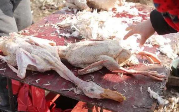 家里鸭子毛囊里的毛根怎么去除,鸭子毛难拔怎样才能拔干净