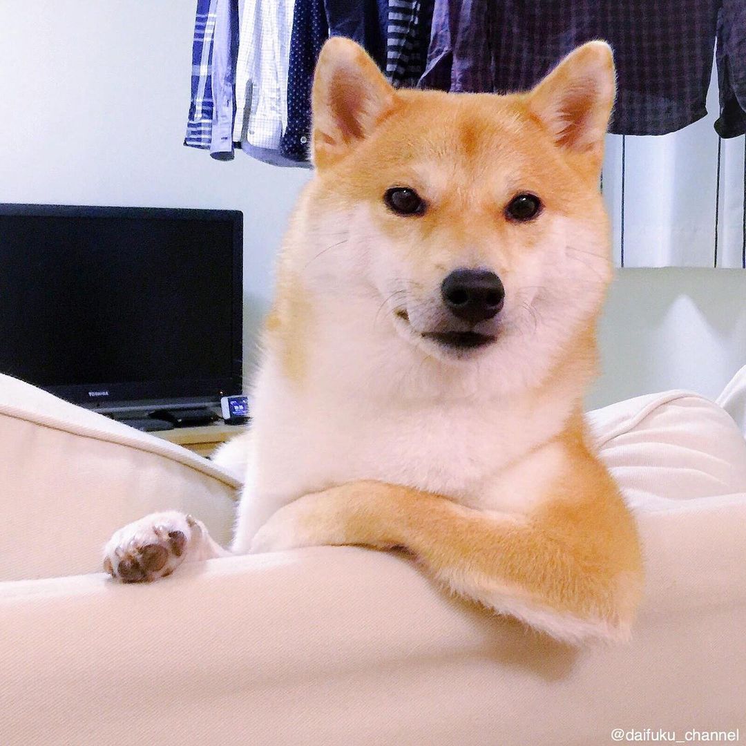 1500买了一条假柴犬,想买柴犬怎么才比较靠谱