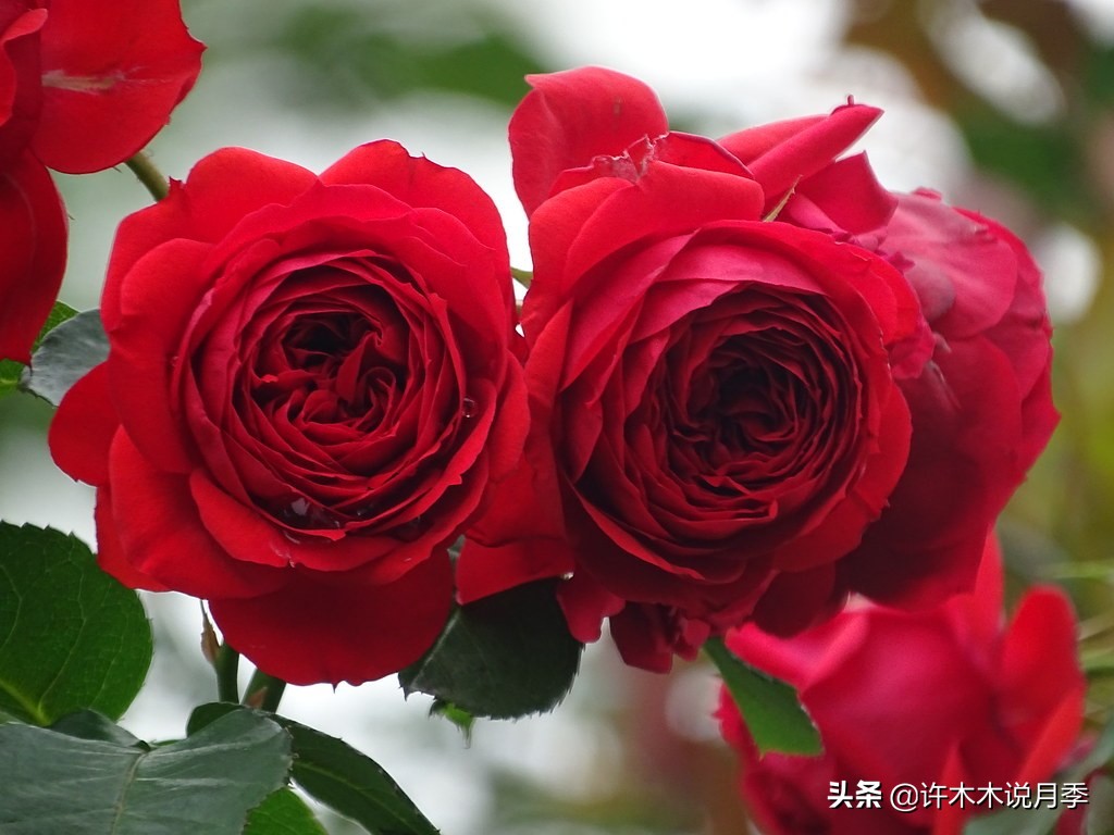 四季开花勤花月季,最好养最勤花的月季