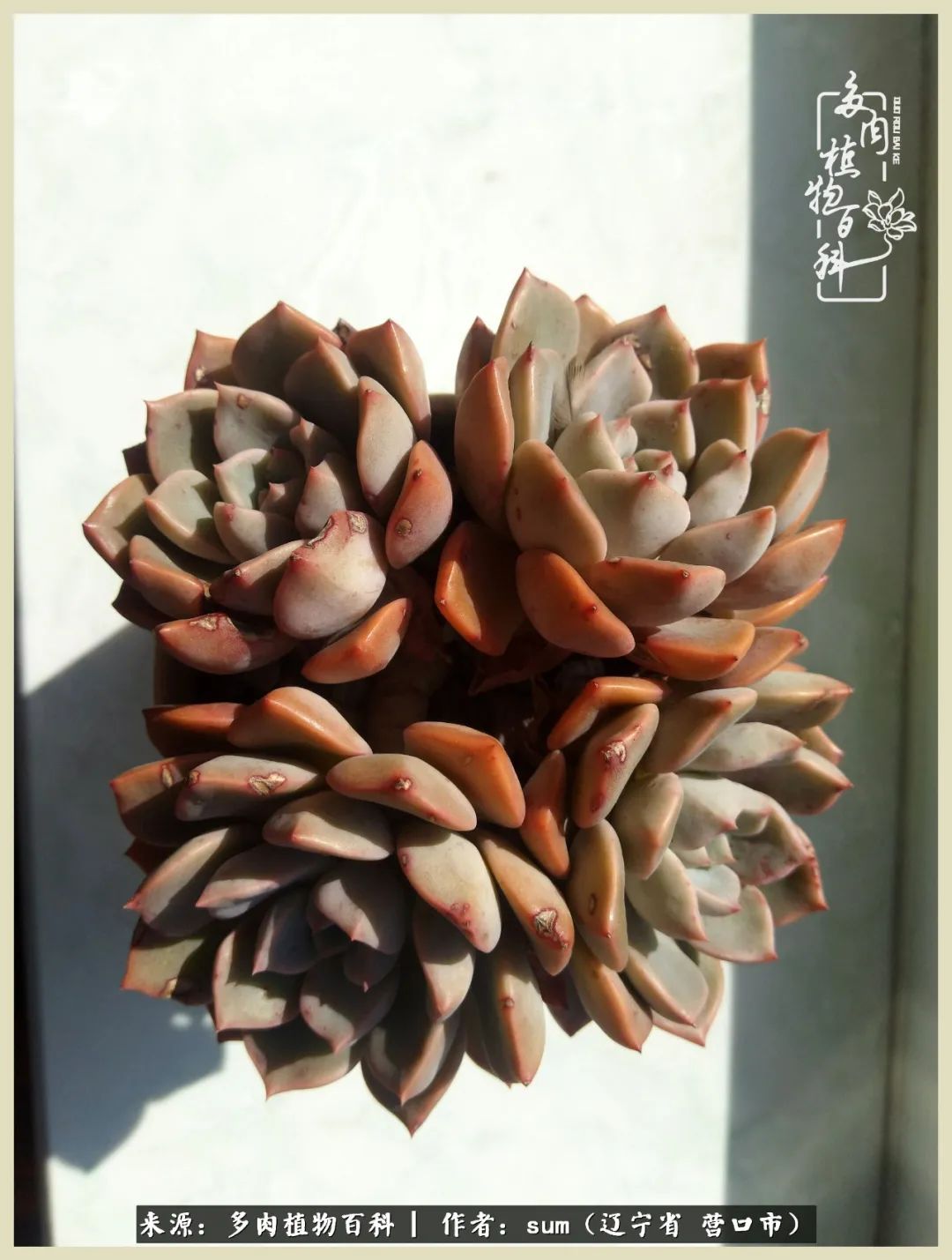 养多肉是一个很治愈的过程,养多肉是一种爱