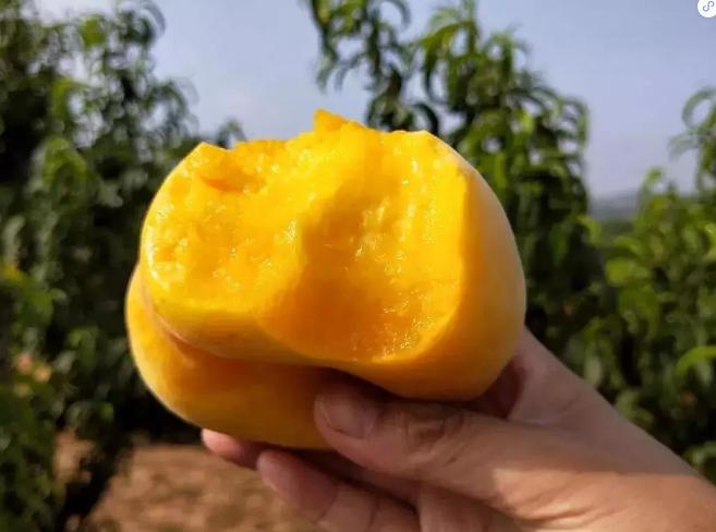 黄金蟠桃香甜美味脆甜多汁,脆甜爽口的黄金大蟠桃