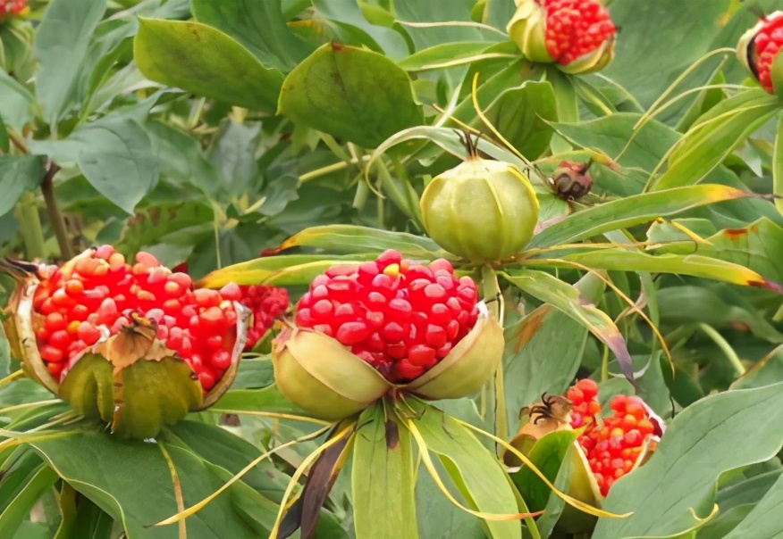 长在深山阴暗处，有小毒却价值高，如今快被挖绝了，若遇到请保护