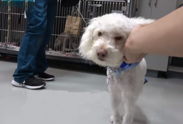 贵宾犬挑衅被咬死,贵宾犬被大狗咬伤